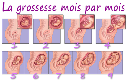 Les principaux stades d'évolution de l'embryon et du foetus - De ...